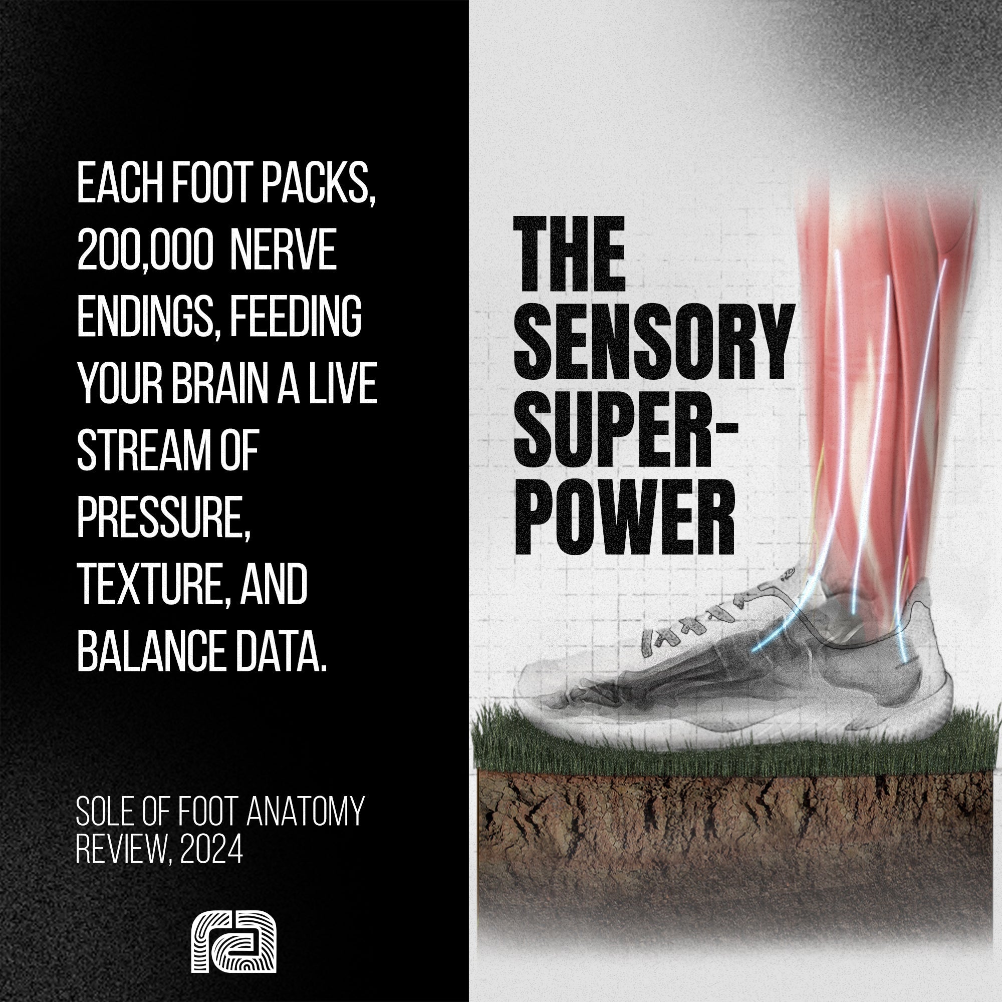 Daily Use of Minimal Barefoot Footwear Leads to a 57% Increase in Foot Muscle Strength